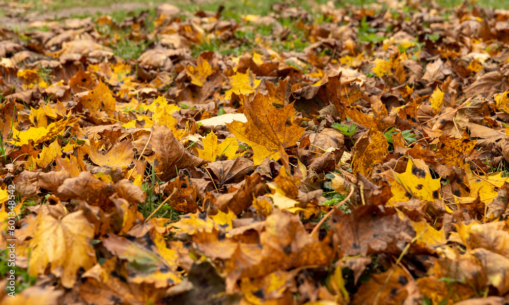 Orange maple foliage after wind and leaf fall Orange maple foliage after wind and leaf fall