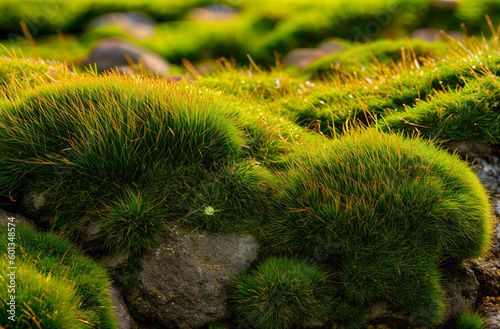 green moss on the stone ai generate