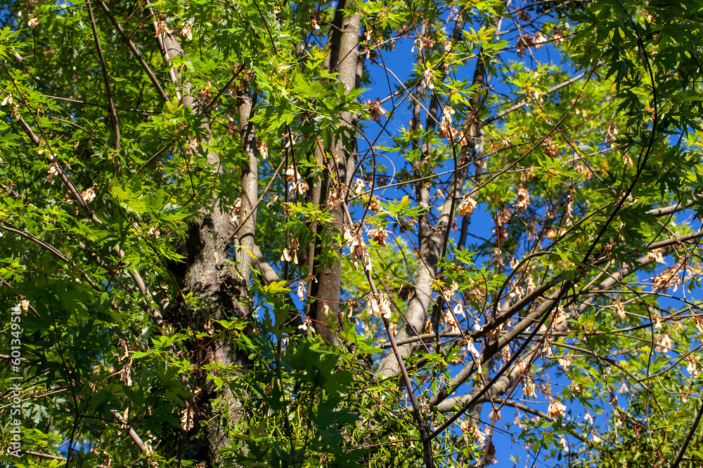 Fototapeta premium Brightly illuminated by sunlight foliage of trees in the spring season