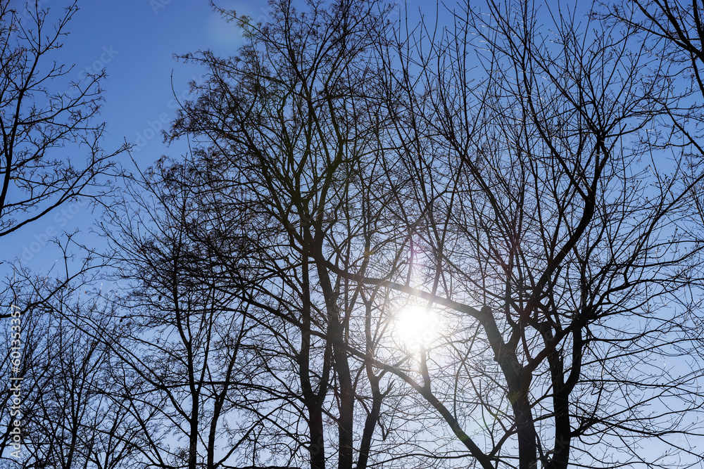 leafless trees in early spring in sunny weather leafless trees in early spring in sunny weather