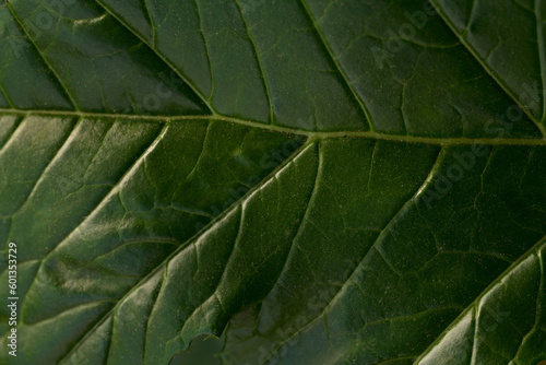 green leaf texture revealing veins