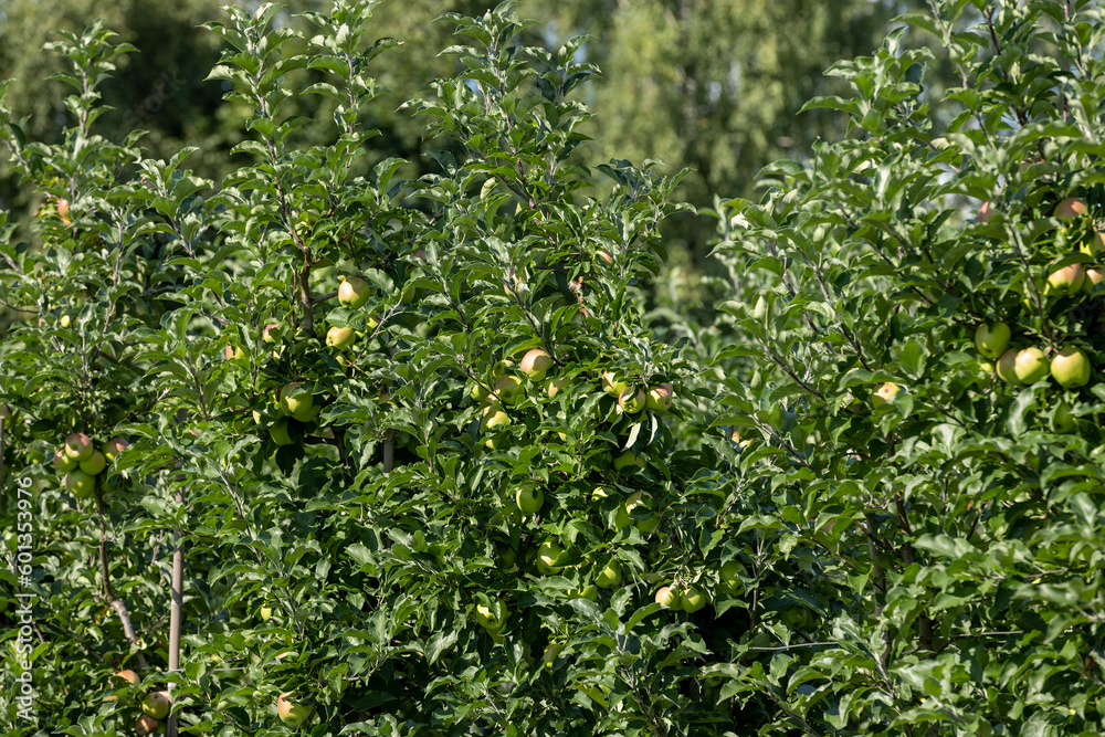 Apple orchard with a mature harvest of green apples Apple orchard with a mature harvest of green apples