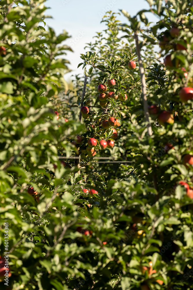 Apple orchard with red ripe apples on branches