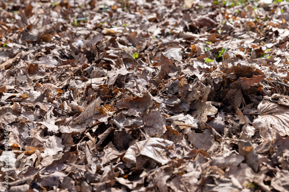 foliage that fell to the ground during leaf fall foliage that fell to the ground during leaf fall