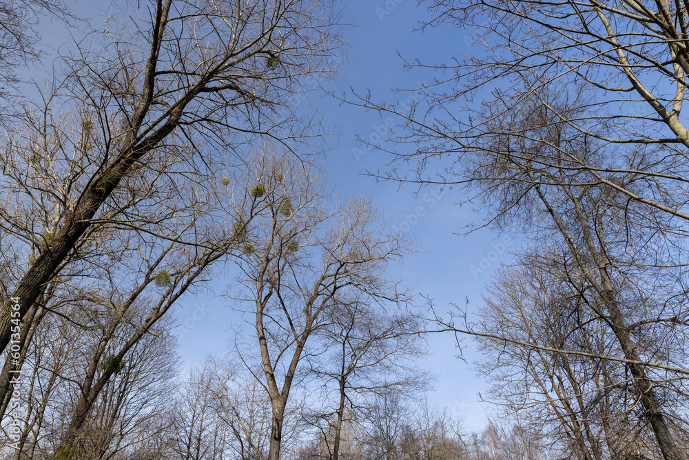 Bare trees in sunny spring weather, bare deciduous trees Bare trees in sunny spring weather, bare deciduous trees