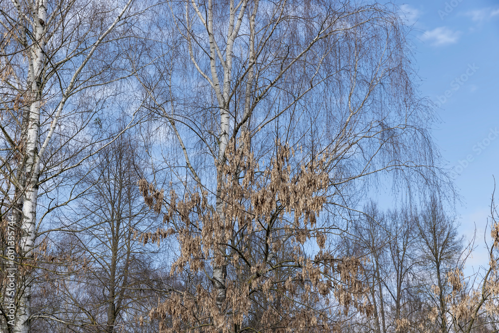 tall old birch during flowering and without foliage tall old birch during flowering and without foliage