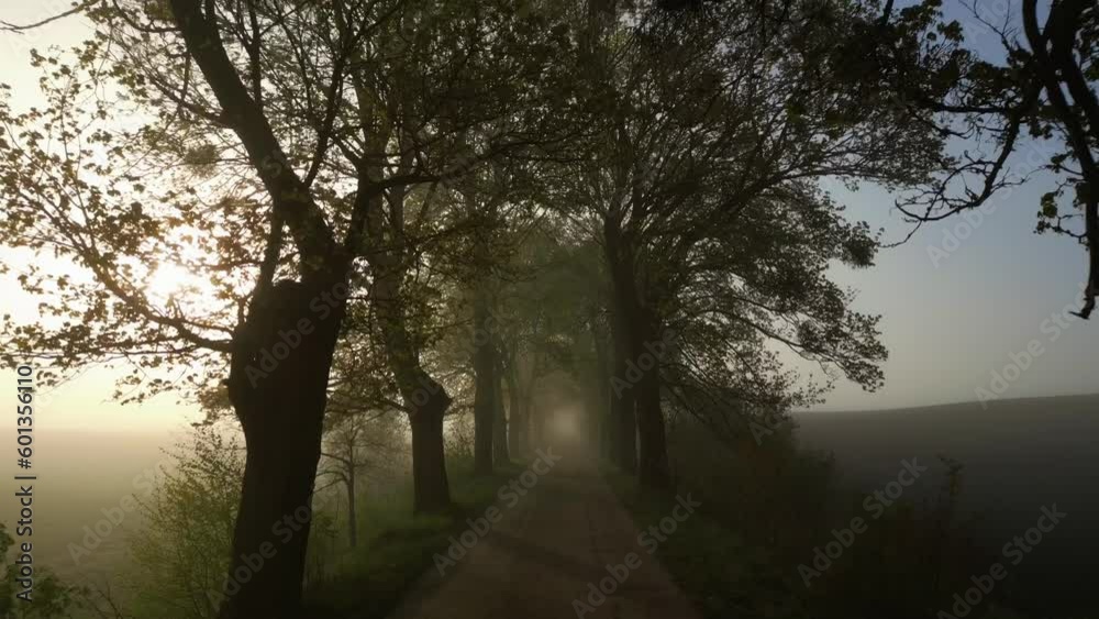 A magical ancient avenue of trees shrouded in mist in the fierce morning light. Slow dolly movement A magical ancient avenue of trees shrouded in mist in the fierce morning light. Slow dolly movement