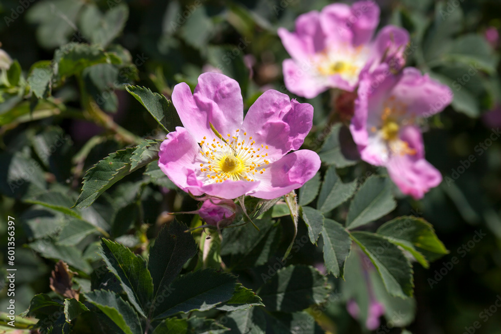 pink rosehip flowers during flowering, wild rose pink rosehip flowers during flowering, wild rose