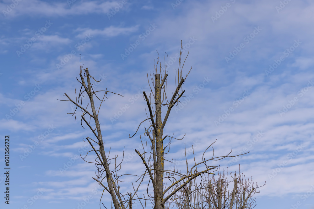 cut crowns of trees in the city cut crowns of trees in the city