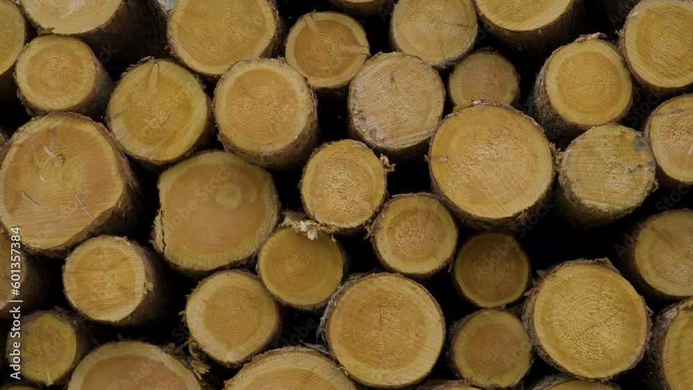Sideview of stacked pile of logs show tree rings, forestry background Sideview of stacked pile of logs show tree rings, forestry background