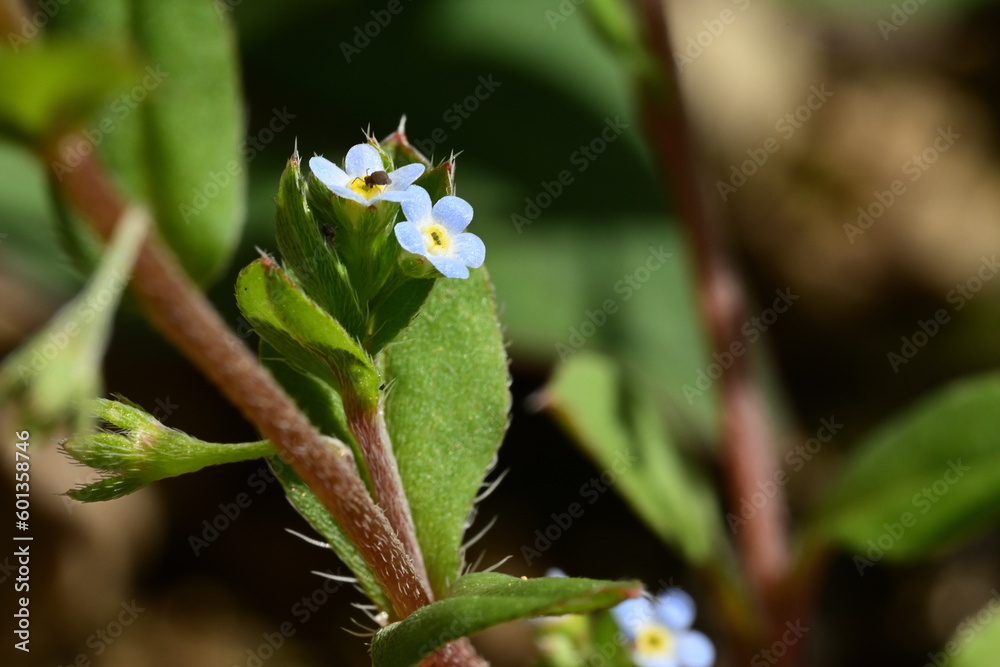 Obraz premium KYUURIGUSA is a common weed in Japan. It has very small blue flowers. The diameter of the flower is only 2-3mm. 