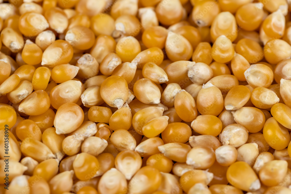 dry corn for cooking and popcorn dry corn for cooking and popcorn