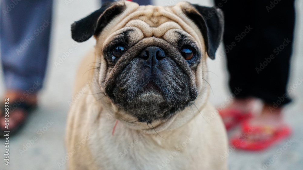 Beautiful pug dog