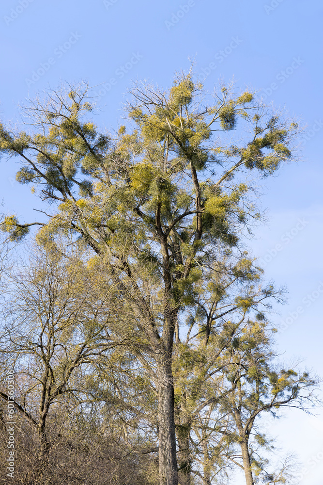 Trees covered with the mistletoe parasite in early spring Trees covered with the mistletoe parasite in early spring