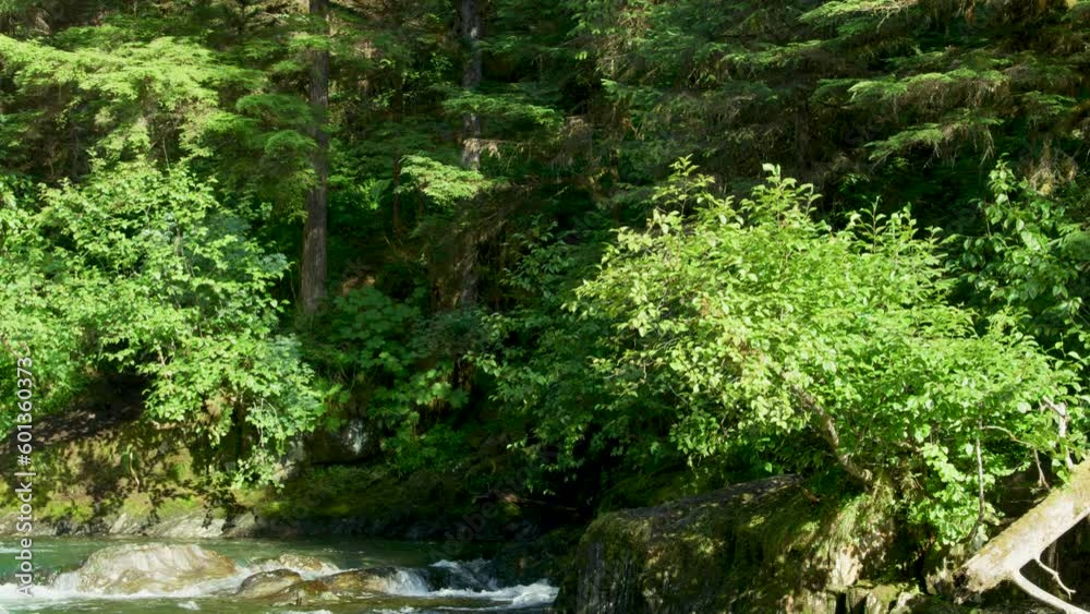 Lush forests, streams and rocky riverbanks. Places where bears like to hang out. Alaska's Summer: A Trio of Scenery Featuring Salmon, Brown Bears, and Rivers. Lush forests, streams and rocky riverbanks. Places where bears like to hang out. Alaska's Summer: A Trio of Scenery Featuring Salmon, Brown Bears, and Rivers.