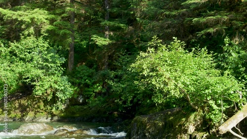 Wallpaper Mural Lush forests, streams and rocky riverbanks. Places where bears like to hang out. Alaska's Summer: A Trio of Scenery Featuring Salmon, Brown Bears, and Rivers. Torontodigital.ca