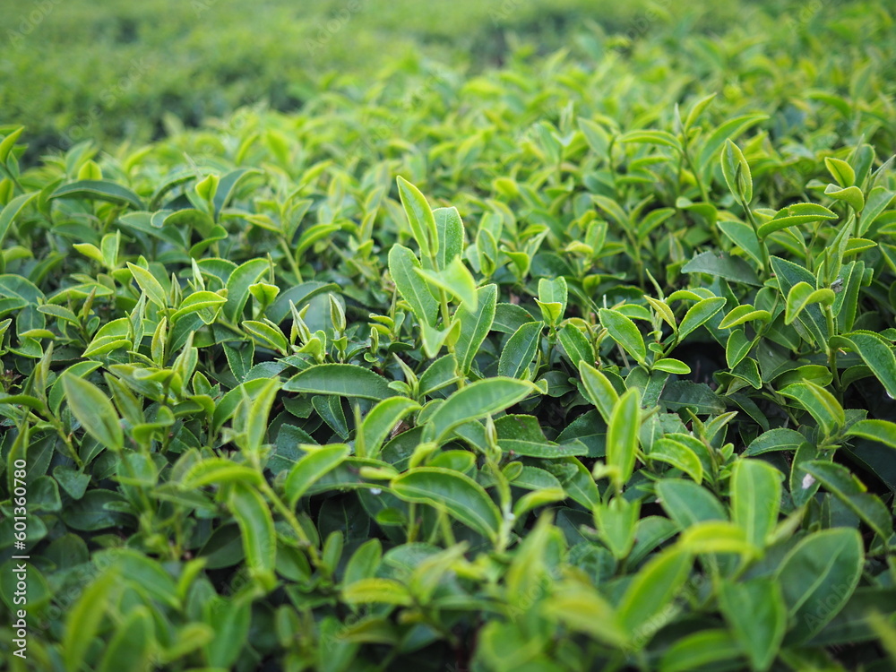 at an organic mountain farm in northern Thailand. Camellia sinensis is a plant that brings leaves and young shoots to produce Chinese tea. background image of tea leaves
at an organic mountain farm in northern Thailand. Camellia sinensis is a plant that brings leaves and young shoots to produce Chinese tea. background image of tea leaves
