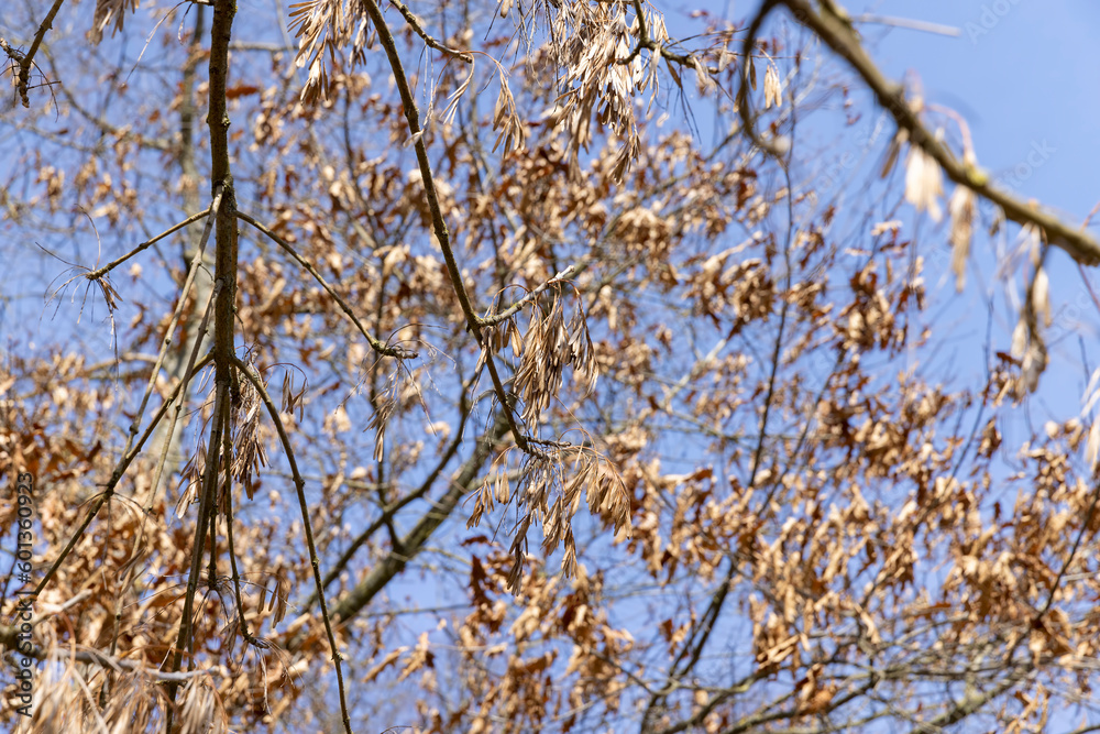 Maple tree branches in the park in spring sunny weather Maple tree branches in the park in spring sunny weather