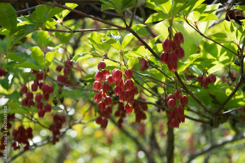Fototapeta premium blooming flowers of Enkianthus cernuus f. rubens 6