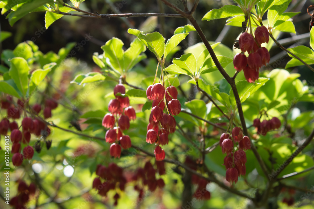 blooming flowers of Enkianthus cernuus f. rubens in the sun 3 blooming flowers of Enkianthus cernuus f. rubens in the sun 3