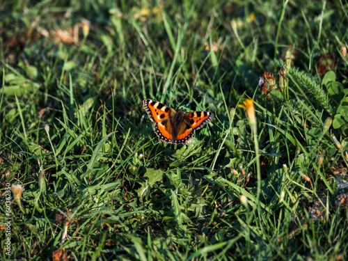 Orange-brown butterfly urticaria on green grass photo