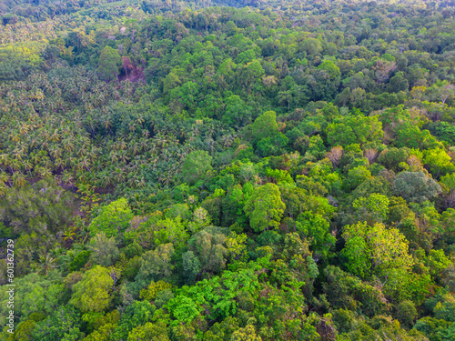 Tropical gree tree rain forest on island aerial view
