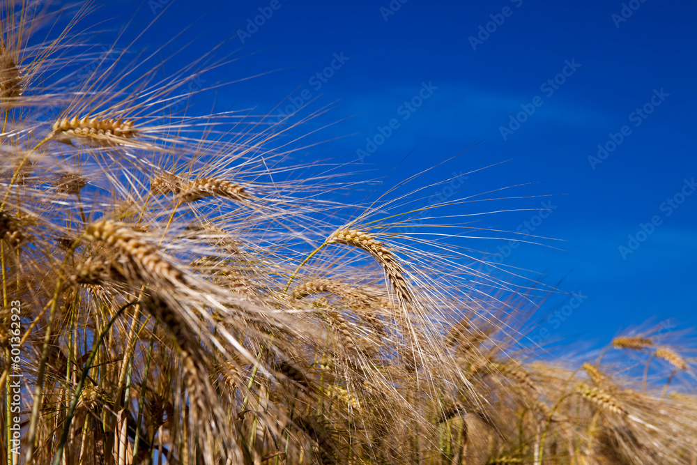 Agricultural field with a large number of yellow cereals