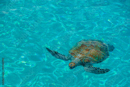 Sea turtles in Curacao island with clear water from above. Curacao. 