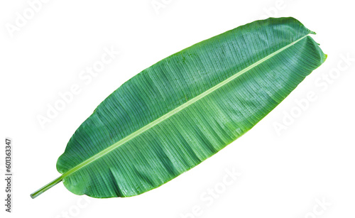 Fresh banana leaf isolated on transparent background.