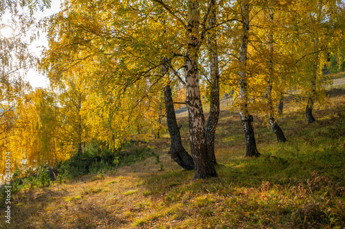 Colorful autumn landscape with birch trees near the river. Tourism  vacation  autumn season.