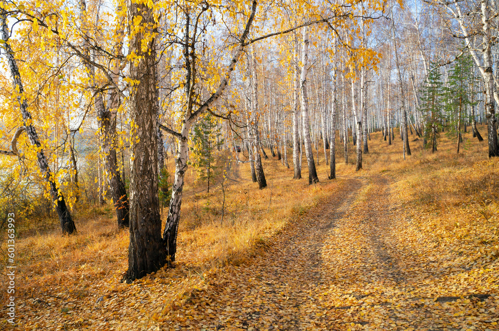 Colorful autumn landscape with birches near the lake. Tourism, vacation, autumn season.