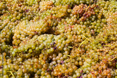 Grape harvest for wine production. Grape harvest. Grapes. The process of preparing for the production of wine photo