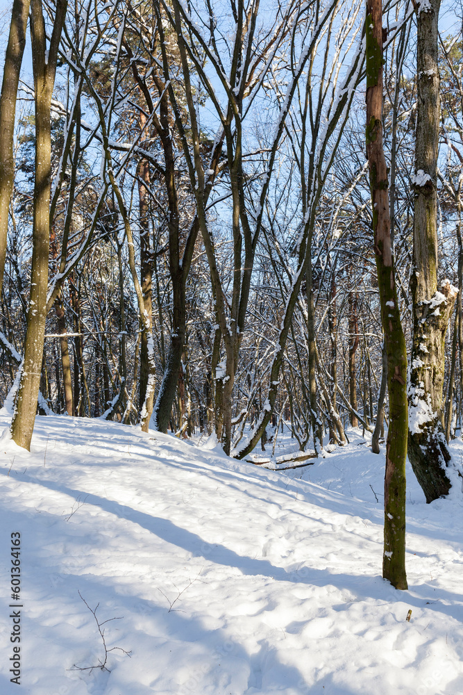 Snow-covered trees in winter, deciduous trees Snow-covered trees in winter, deciduous trees