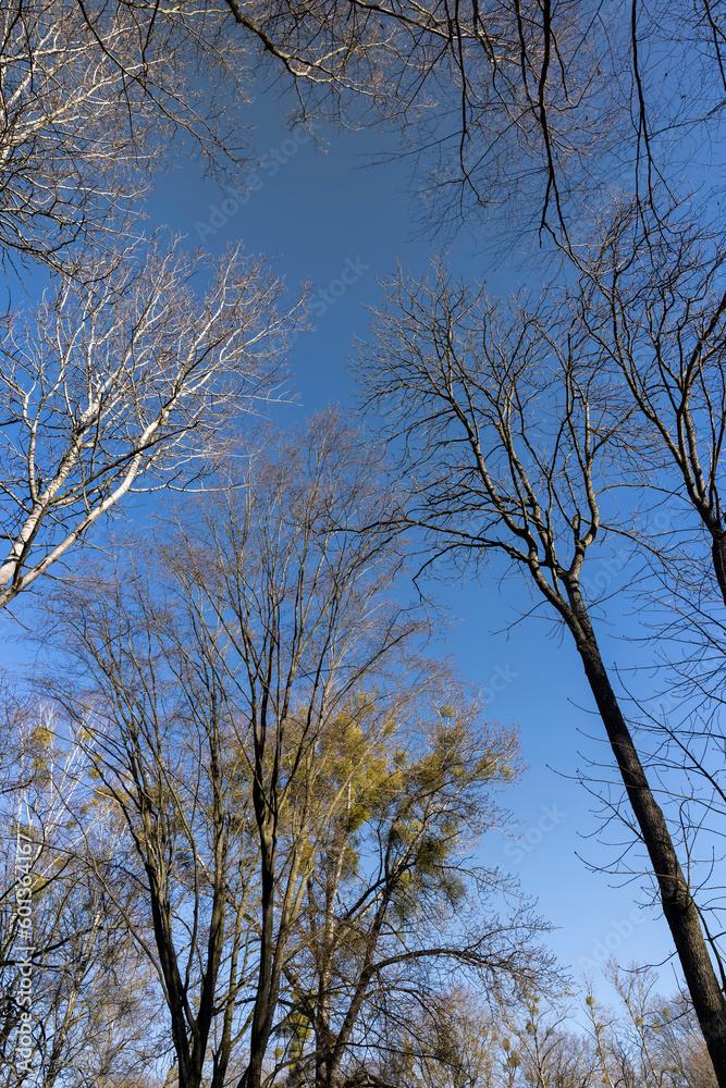 deciduous trees in the park in the spring season deciduous trees in the park in the spring season