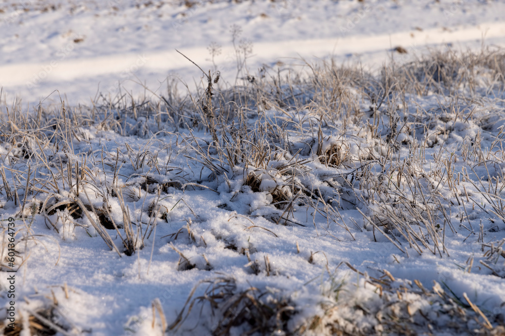 Yellow grass covered with snow and ice in winter Yellow grass covered with snow and ice in winter