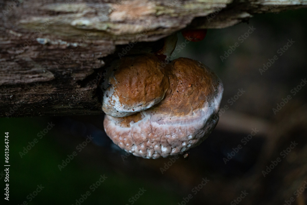 Obraz premium Mushroom tinder fungus on the trunk of a diseased tree in a deciduous forest