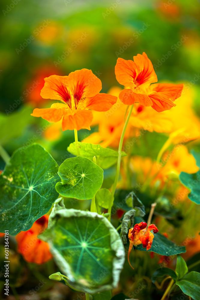 ropaeolum majus
flowers on green leaves background.