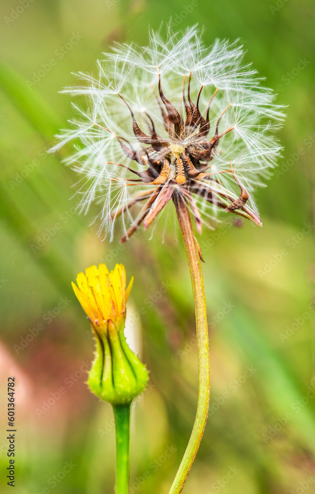 Dandelion white flower on green background.