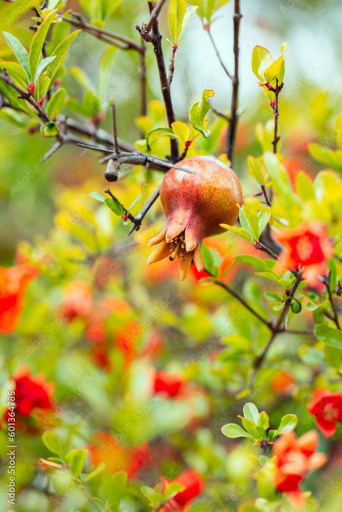 Pomegranate red flowers tree background