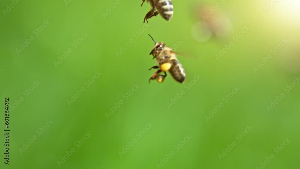 Flying Bees, Low Depth of Focus, Green Background. Filmed on High Speed Cinema Camera, 1000fps. Super Macro Shot.