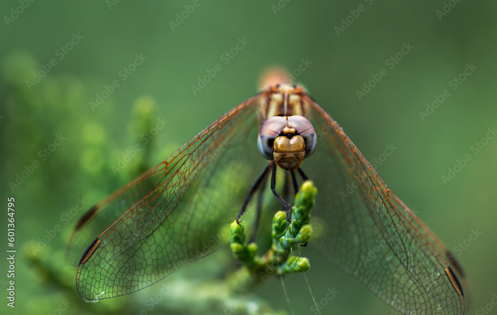 Brown dragonfly on a plant background