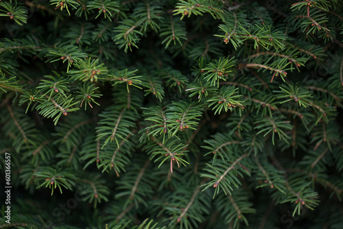 Detailed background of Christmas tree branches.