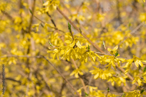 Forsythia shrub with yellow flowers.