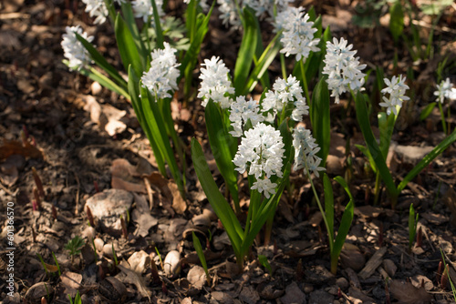 White hyacint bulbs growing on a field.