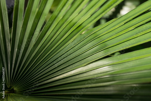 Close up green palm leaves texture.