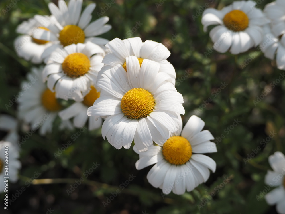 Obraz premium summer flower