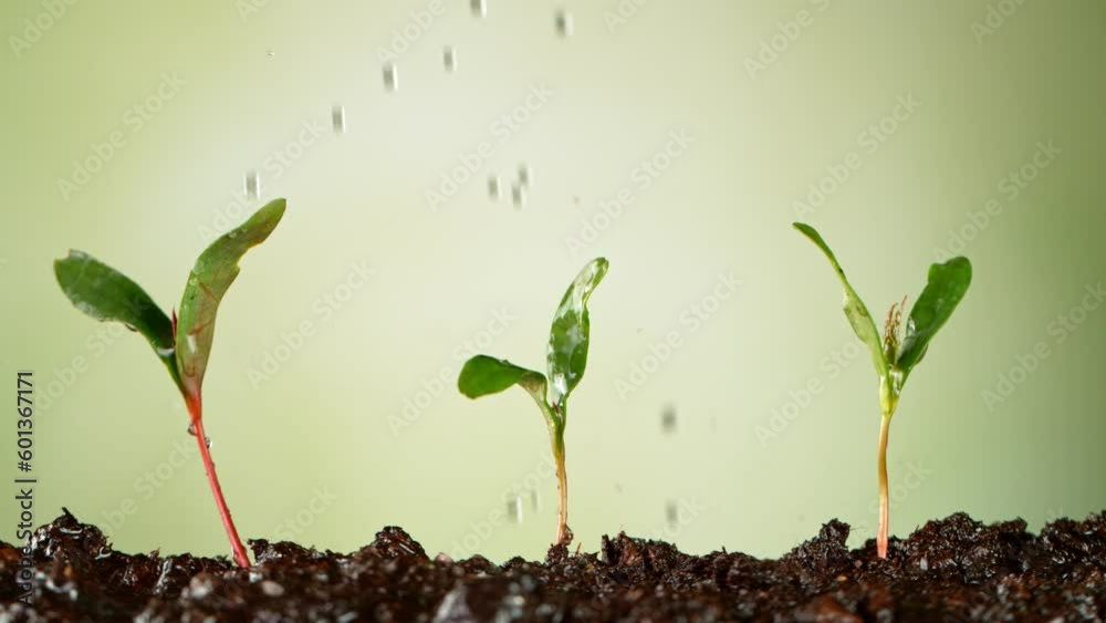 Concet of watering little seedlings. Small trees that grow on fertile ground, super slow motion, filmed on high speed cinematic camera at 1000 fps