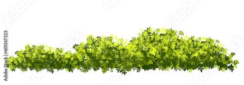 Vector of green grass or shrub isolated on white background,tree elevation for landscape concept,environment panorama scene,eco design,meadow for spring