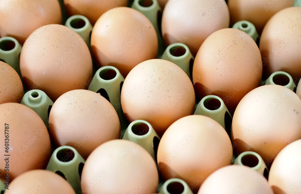 価格高騰で家計に打撃たまごイメージ画像 