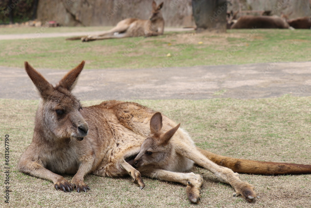 Fototapeta premium カンガルーに餌やりをする女の子、お腹の袋に子供を入れているカンガルカンガルーの親子、長崎バイオパーク